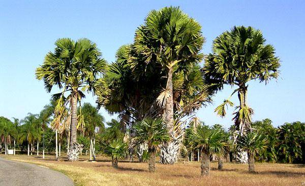 EXCURSIÓN CIUDAD, FLORA Y FAUNA (ZOOLÓGICO NACIONAL, CENTRO ECUESTRE Y JARDÍN BOTÁNICO NACIONAL) EXCURSIÓN CIUDAD, FLORA Y FAUNA (ZOOLÓGICO NACIONAL, CENTRO ECUESTRE Y JARDÍN BOTÁNICO NACIONAL)