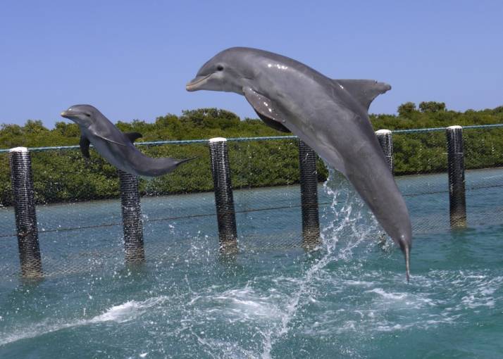 Посещение дельфинарии