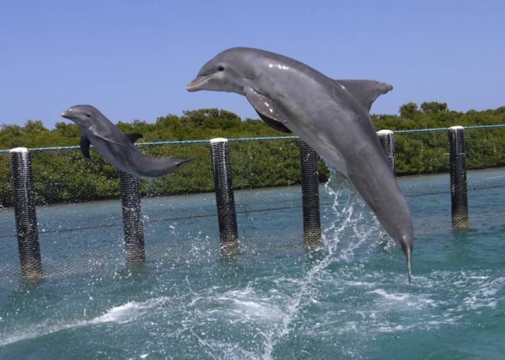 Visita al Delfinario Visita al Delfinario