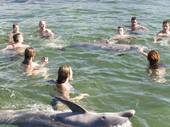 Baño con delfines